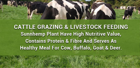 Cattle Grazing