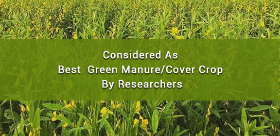 Green Manure