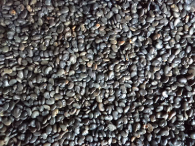 Sunnhemp Seed