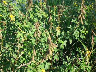 Crotalaria plant