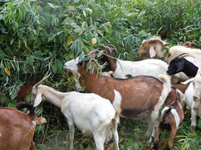 Sunnhemp Cattle Grazing