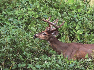 Sunnhemp Deer Plot